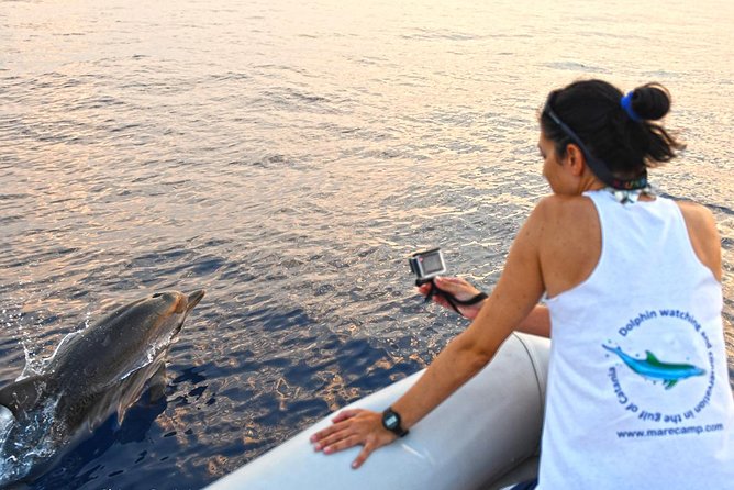 Dolphin Watching & Conservation - Dolphins in the Gulf of Catania - Key highlights at a glance