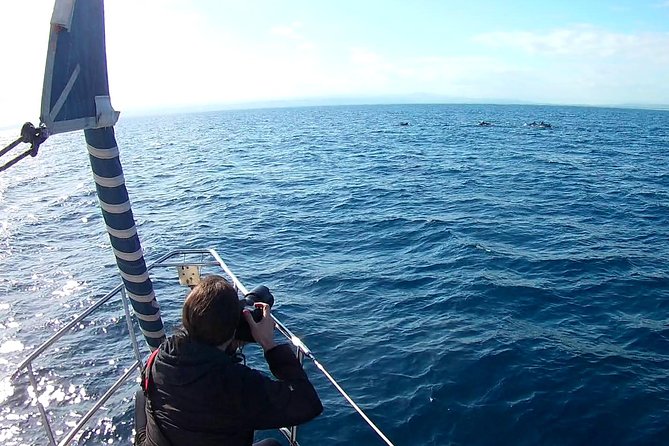 Dolphin Watching & Conservation - Dolphins in the Gulf of Catania - Out on the Water: How the Dolphin Hunt Works