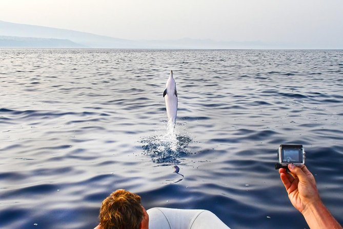 Dolphin Watching & Conservation - Dolphins in the Gulf of Catania - Price and Value: What You Get for About $84.48