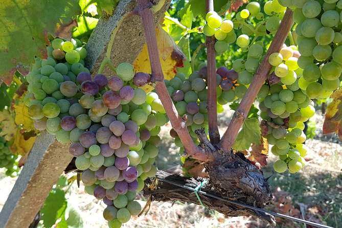 Etna DOC & Organic Wine tasting and tour of the 1815 historic winery - Vineyard walk: organic methods and Etna DOC grapes in plain language