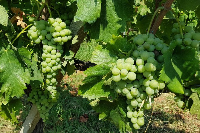 Etna DOC & Organic Wine tasting and tour of the 1815 historic winery - How organic winemaking shows up in the glass (fermentation, maceration, aging)