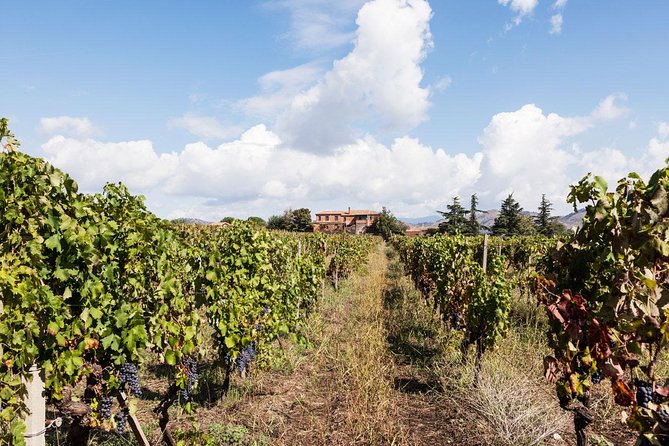 Etna DOC & Organic Wine tasting and tour of the 1815 historic winery - Price and value: does $72.25 feel fair?