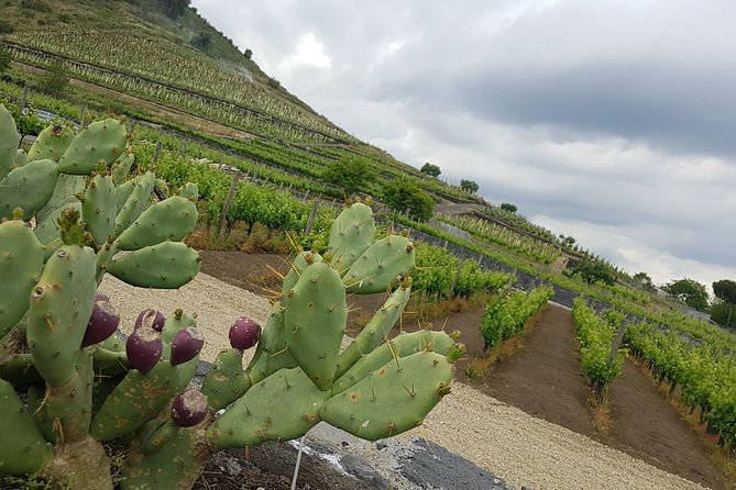 Etna Easy & Winery from Messina, Catania or Taormina/G. Naxos - Price and Value: What You’re Really Paying For