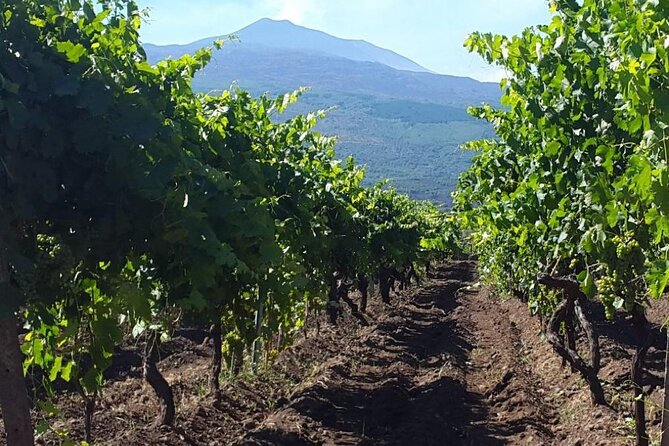 Etna excursion and wine tasting with Sicilian lunch - The Winery Stop: Cellar Lunch, Etna Wine Tasting, and a Vineyard Visit