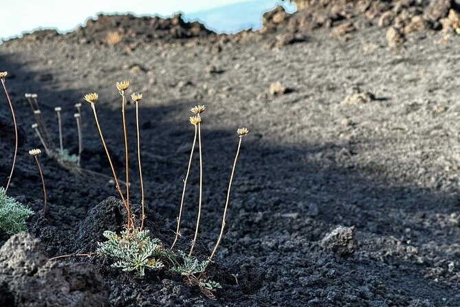Etna Morning or Sunset - Trek & Lava Tunnel with Gear - Morning vs Sunset on Etna: What Changes and What Stays the Same