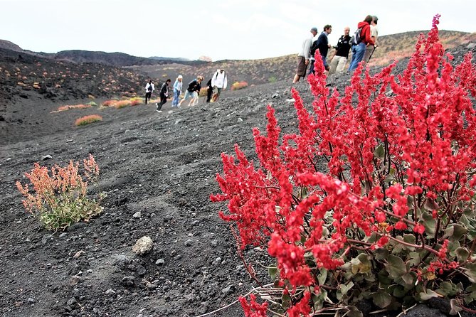 Etna Morning Trip - Mount Etna From Catania: what this morning trip is really like
