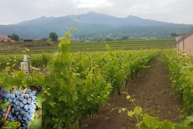 Etna trekking and wine tasting - Extinct craters near 2,000 meters and the “soft” hiking style