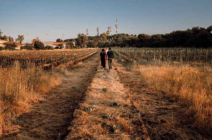 Etna Urban Winery - Sunset vineyard Walk and Tasting Dinner - Price and value: what $78.44 buys you in the real world