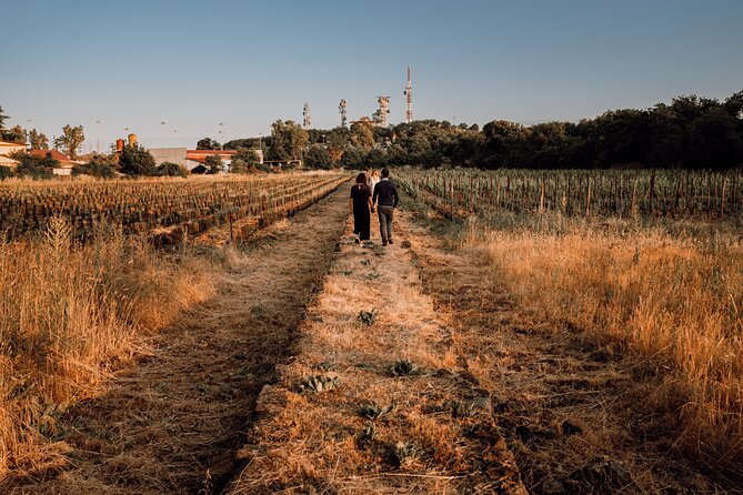 Etna Urban Winery - Sunset vineyard Walk and Tasting Dinner - Should you book Etna Urban Winery sunset walk and tasting dinner?