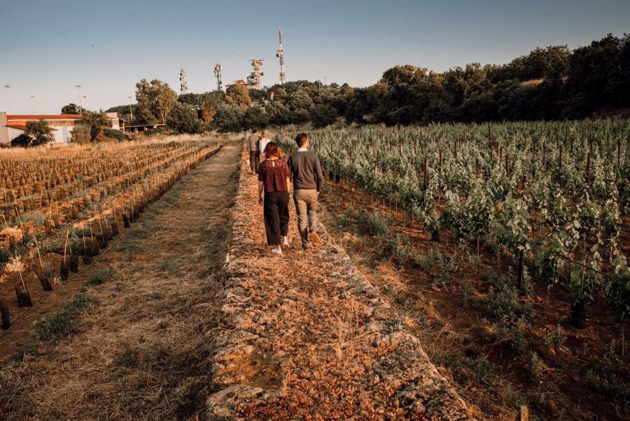 Etna Urban Winery - Tasting, sicilian platter and self tour - The vineyard trail walk: urban trekking with dry-stone walls
