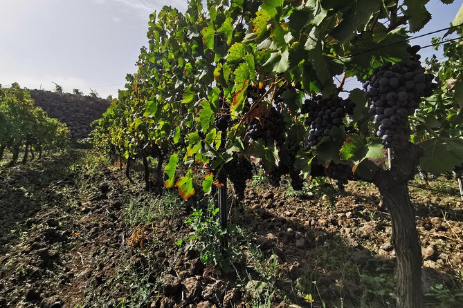 Etna Wine And Taormina From Messina - Messina Port pickup to Taormina’s Corso Umberto I