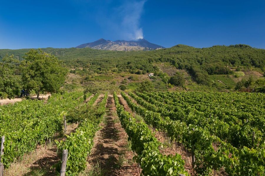 Etna & Wine Private Day Tour - What the tasting and food time actually feels like