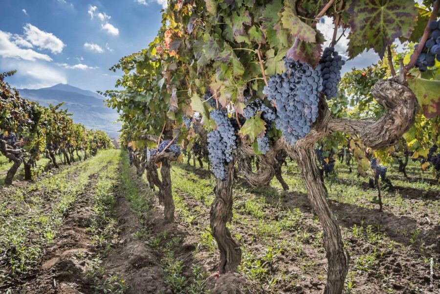 Etna & Wine Private Day Tour - Tips to make your day smoother