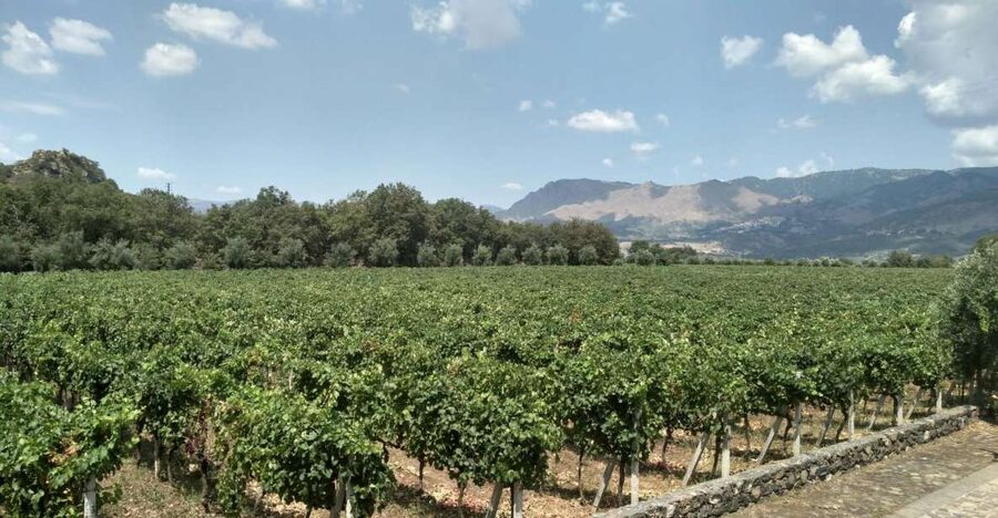 Etna: Wine Tasting and Food Tour - Key Highlights Worth Your Time