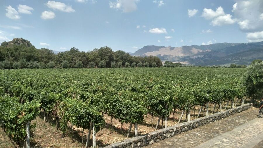 Etna: Wine Tasting and Food Tour - Zafferana Etnea Honey Stop: Lava Views and Sicilian Shopping Time