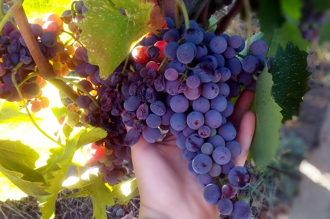 Etna Wineries Tour - Small Groups from Taormina - Lunch at the second winery: Sicilian flavors with wine pairings