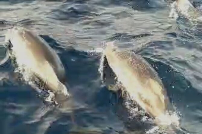 Excursions by boat: Gardens Naxos-Taormina-Isola Bella-DELFINI - Isola Bella views: the sea-level way to appreciate the shape