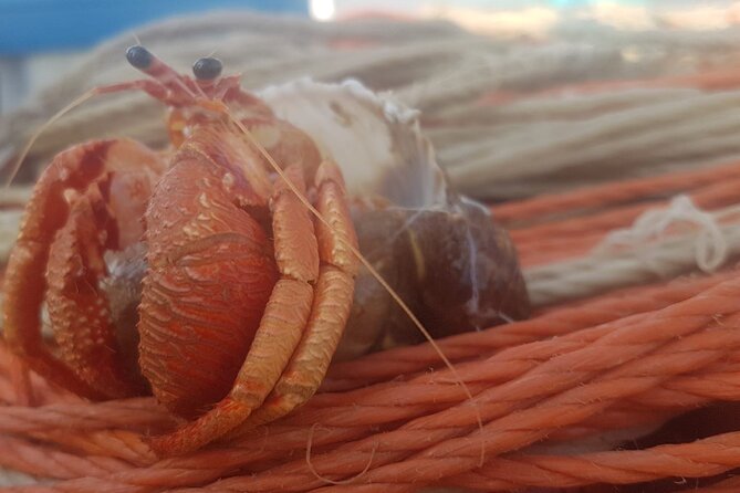 Fishing excursion in the Gulf of Noto for beginners - Starting in Avola: What the first moments feel like