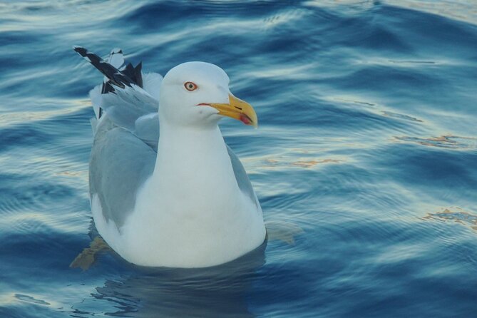 Fishing excursion in the Gulf of Noto for beginners - Price and value: $555.65 per group up to 4