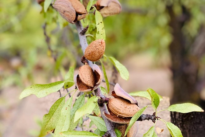 Food Experience at our Farm in Noto Hills - Key points you’ll care about