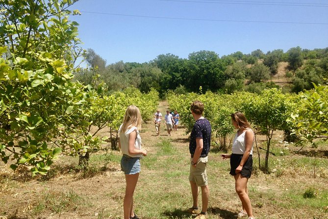 Food Experience at our Farm in Noto Hills - Who this fits best (and who might want something else)