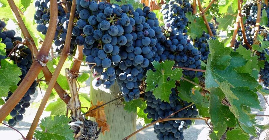 From Catania: Mount Etna Half-Day Tour and Wine Experience - The Etna and Wine Highlights That Matter