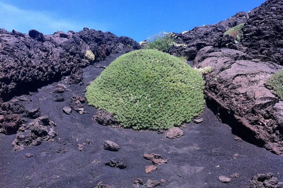 From Catania: Mount Etna Half-Day Tour and Wine Experience - From Catania to Etna: the Morning Run-Up That Sets the Tone