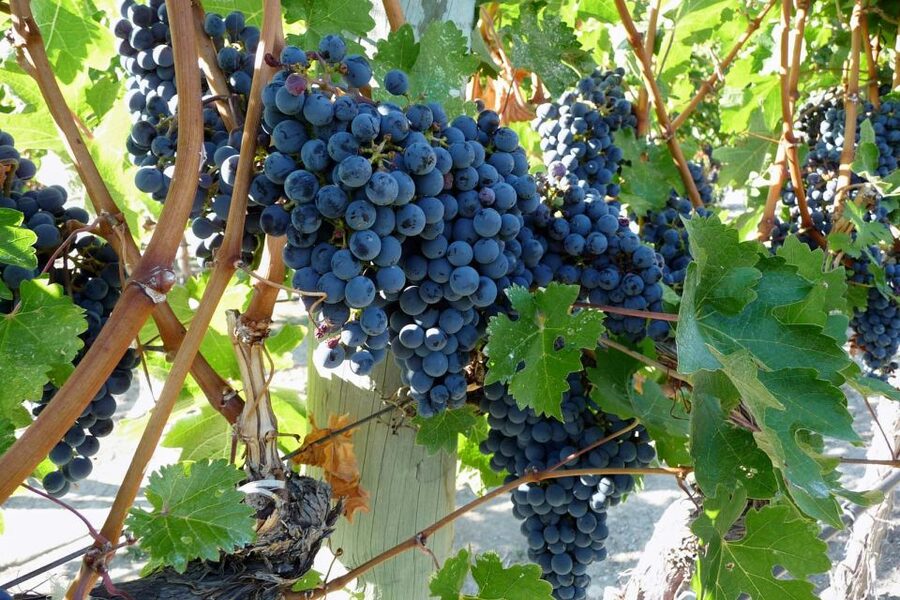 From Catania: Mount Etna Half-Day Tour and Wine Experience - Craters and Ancient Lava Flows: What the Guided Hike Actually Feels Like
