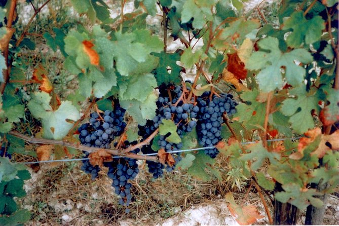 From Syracuse: Private Tour of Three Etna Wineries with food - Private guide energy: Corrado and Maurizio set the tone