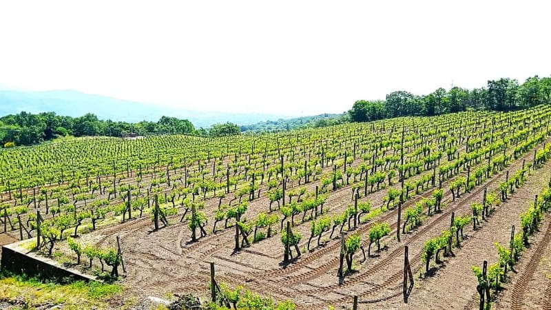 From Taormina: Etna Walking Tour and Wine Tasting in Winery - Winery Stop: Four Etna Wines, Sicilian Pairings, and a Real Sommelier Moment