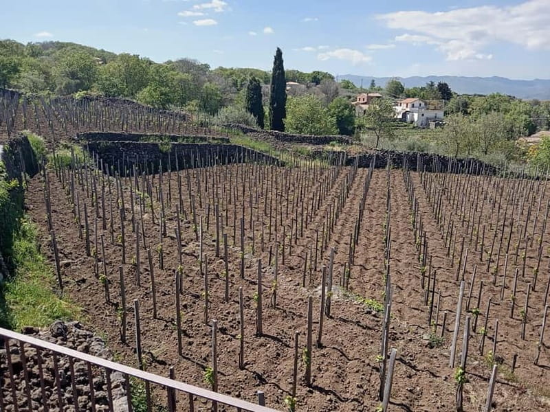 From Taormina: Etna Walking Tour and Wine Tasting in Winery - Etna in Winter: Optional Snowshoes (and the Extra Rental Cost)
