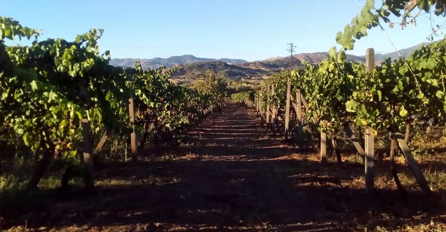 From Taormina: Etna Wineries Small Group Tour - Stop 1 at the first winery: Etna wines, vineyard views, and local aperitif expectations