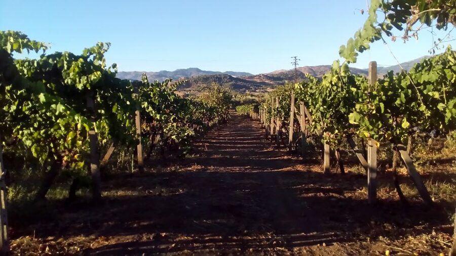 From Taormina: Etna Wineries Small Group Tour - Should you book this Etna wineries small-group tour?