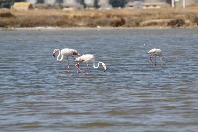 From Trapani: Salt Road Tour With Winery Visit and Boat Trip - Marsala on Foot: Guided Walk, Snacks, and Wine Tasting