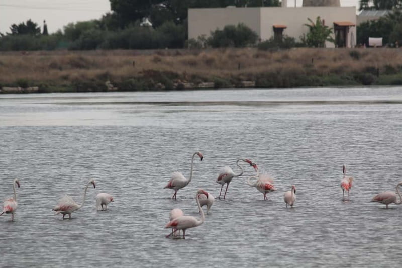 From Trapani: Salt Road Tour With Winery Visit and Boat Trip - Stagnone Lagoon Boat Cruise and the Motya Stop