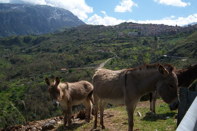 Full Day Private Tour in Medieval Villages and Vineyard in Cefalù - Price and value: what $309.77 per person actually buys you