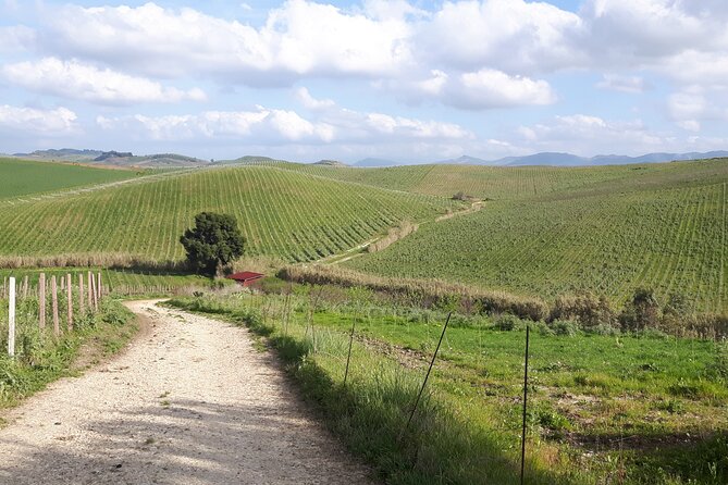 Full-Day Wine Tour in Western Sicily - A private tour that feels like a real conversation