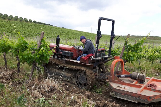 Full-Day Wine Tour in Western Sicily - Countryside driving: the part you’ll actually look forward to