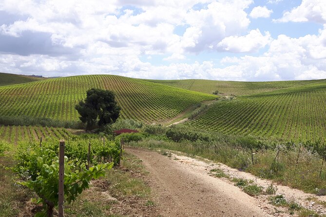 Full-Day Wine Tour in Western Sicily - Lunch in the middle of it all: where the day becomes memorable