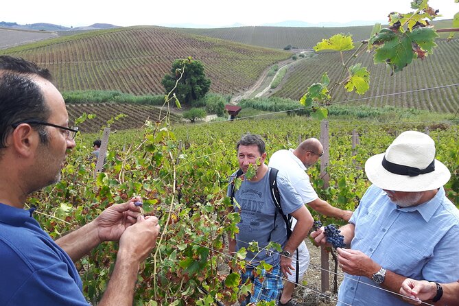 Full-Day Wine Tour in Western Sicily - What you might taste (and the smartest questions to ask)