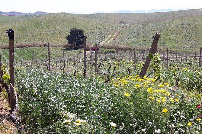 Full-Day Wine Tour in Western Sicily - When the grounds are rustic and time runs on Sicilian pace