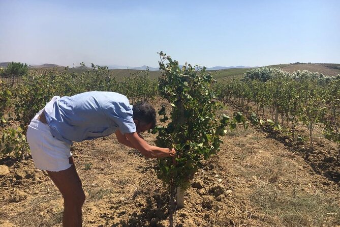 Full-Day Wine Tour in Western Sicily - Trapani pickup and the 10:00 start: the logistics that matter