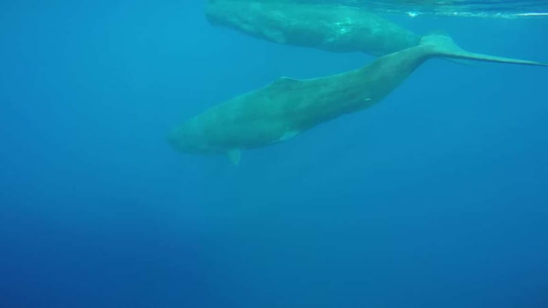 Giardini Naxos: Dolphin Catamaran Sunset Tour with Aperetif - Price and value: is $65 fair for a 3-hour Sicily sunset?