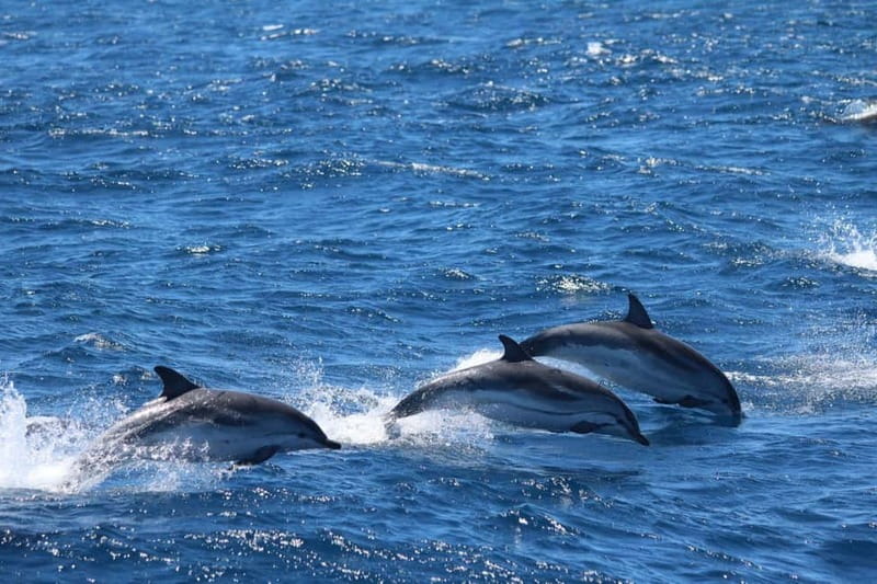 Giardini Naxos: Dolphin Catamaran Sunset Tour with Aperetif - Should you book this dolphin sunset tour from Giardini Naxos?