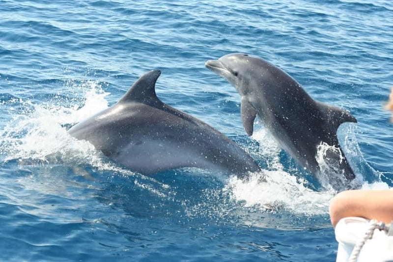 Giardini Naxos: Dolphin Catamaran Sunset Tour with Aperetif - How dolphin watching actually works with hydrophone tech