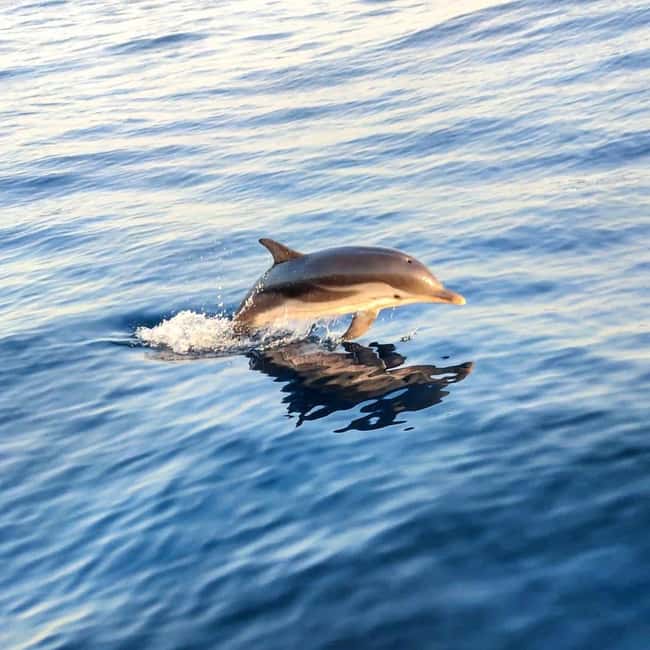 Giardini Naxos: Dolphin Searching Sunset Boat Tour - Meeting Poseidon at Porto di Giardini Naxos (and finding Captain Filippo fast)