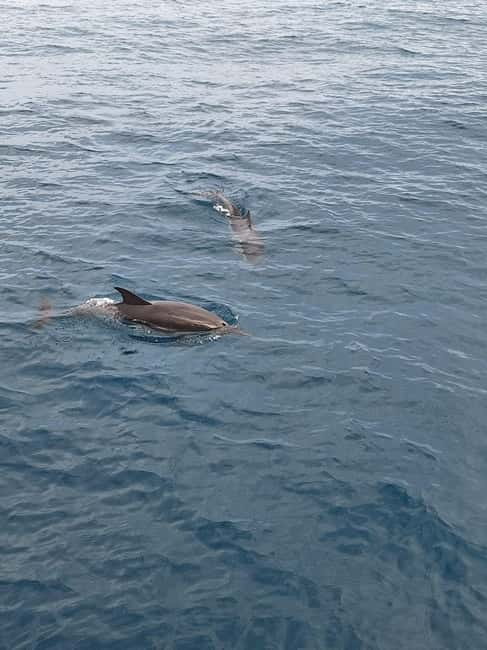 Giardini Naxos Taormina: Dolphin Watching Sunset Tour - Why This Sunset Dolphin Tour Works So Well