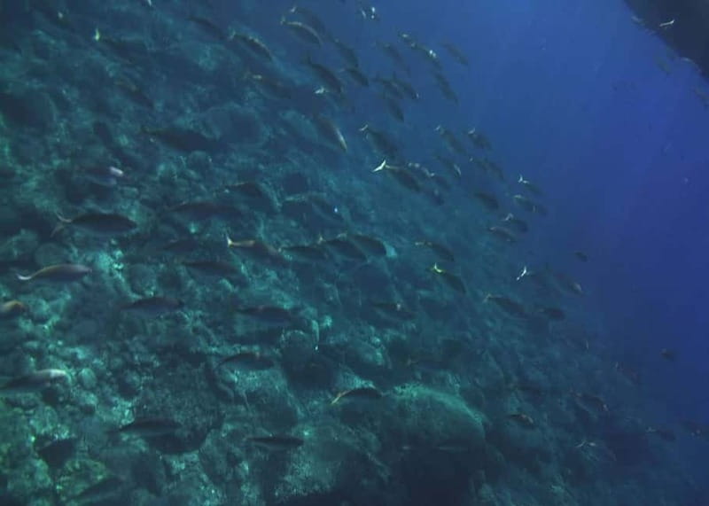 Giardini Naxos Taormina: Dolphin Watching Sunset Tour - Etna Sunset Return: Your Best Photo Window