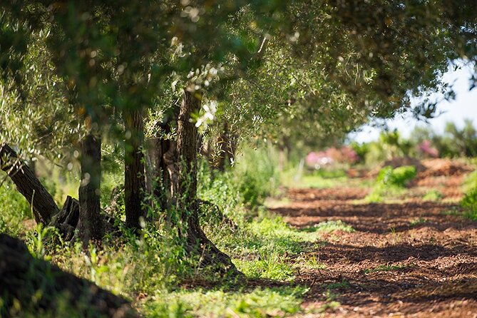 Gourmet Pizza Workshop and Wine Tasting - Getting to Bio Fattoria Augustali and What the Timing Really Means