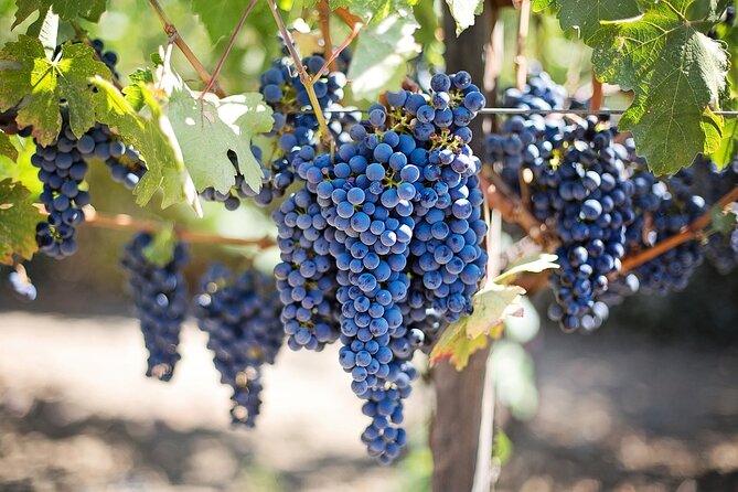 Grand Wine Tour from Catania or Taormina - How This Etna Tour Sets You Up for a Great Day